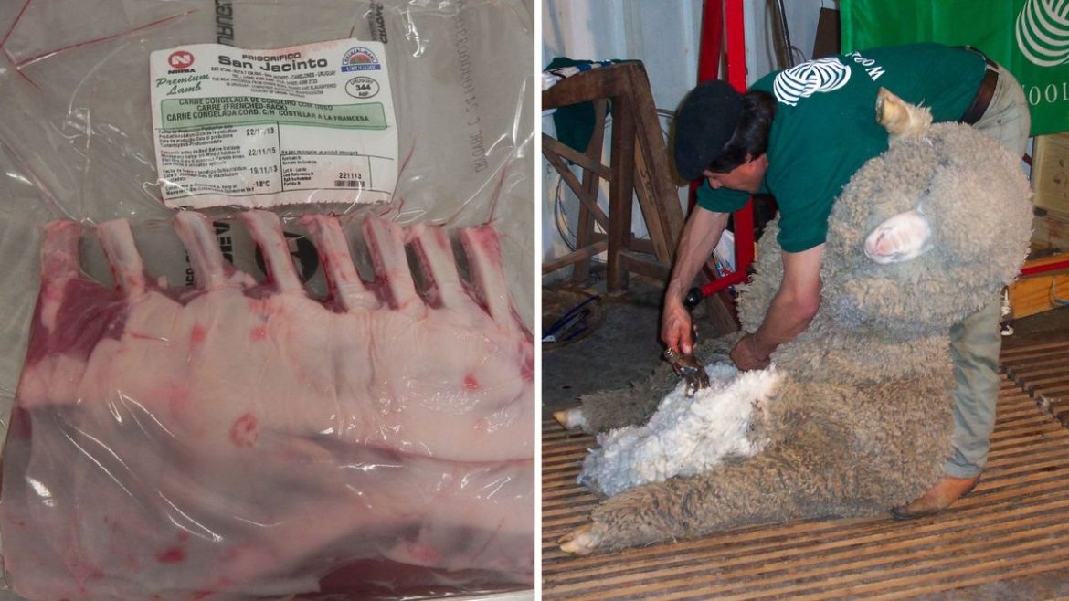 Lanas y subproductos explican el ingreso de siete de cada US$ 10 por exportaciones del rubro ovino