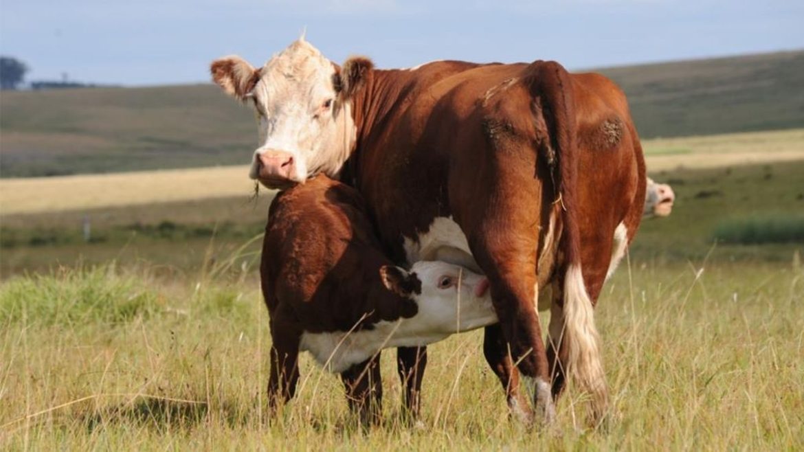 El ajuste en el precio del ganado gordo, lejos del bajón de 2022, cerca de ser una anécdota