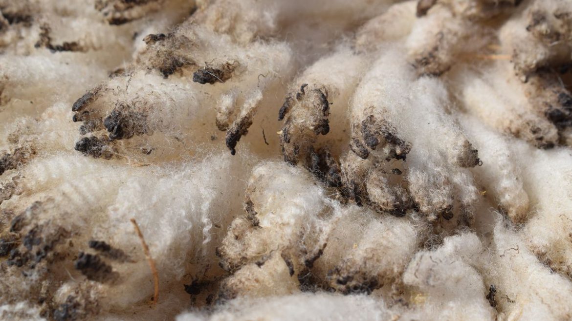 El precio de las lanas sigue subiendo con fuerza a las puertas de la zafra de carneros