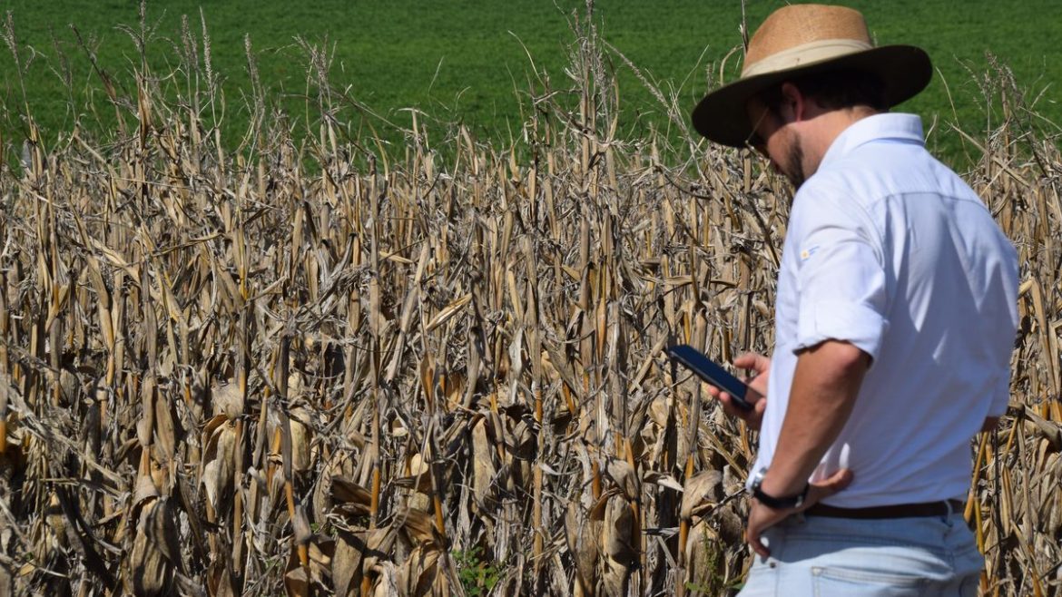 Gremiales del agro, sobre la caída en el valor del dólar, denuncian que "la tormenta perfecta es ahora"