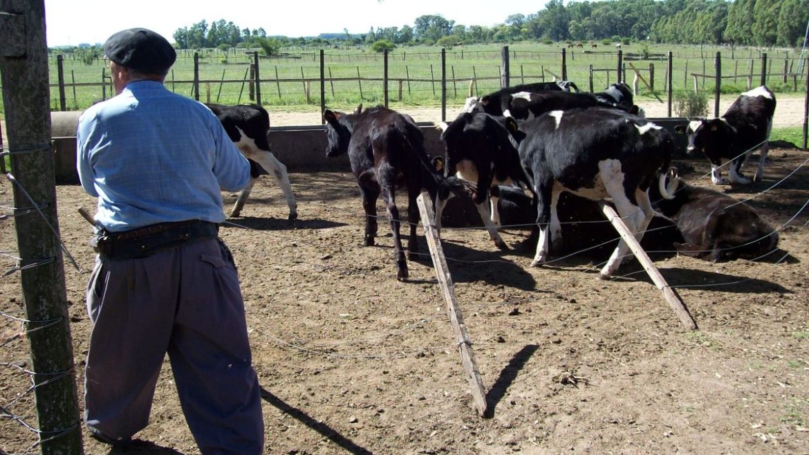 El sentimiento de los tamberos por el conflicto en Conaprole: "Preocupación y tristeza"