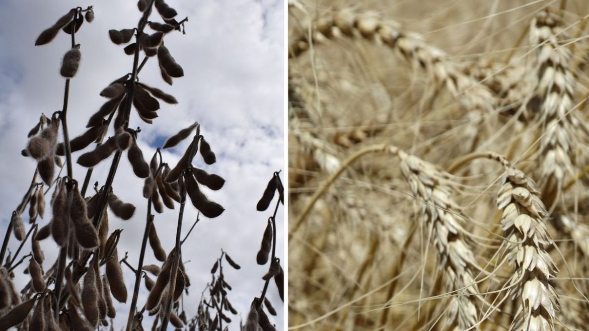Trigo en invierno y soja en verano, los números de los cultivos que lideran en área en cada zafra agrícola