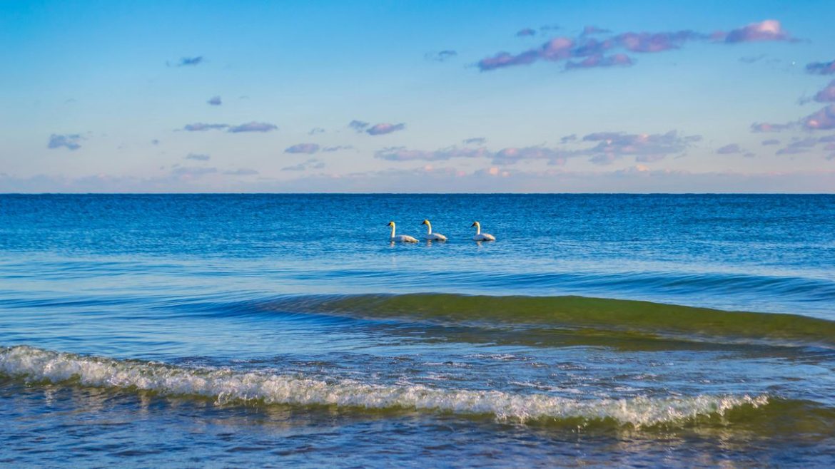 Otro cisne muerto por gripe aviar, ahora en Canelones: MGAP refuerza la vigilancia epidemiológica
