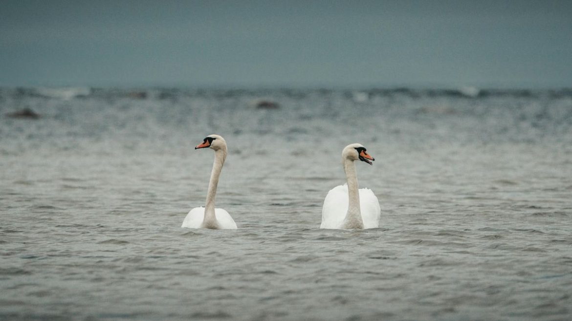 Detectaron gripe aviar en la Laguna Garzón y el MGAP trasladó un pedido urgente