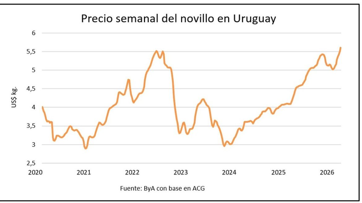 Los precios del ganado gordo no encuentran su techo, ¿hasta dónde llegarán?