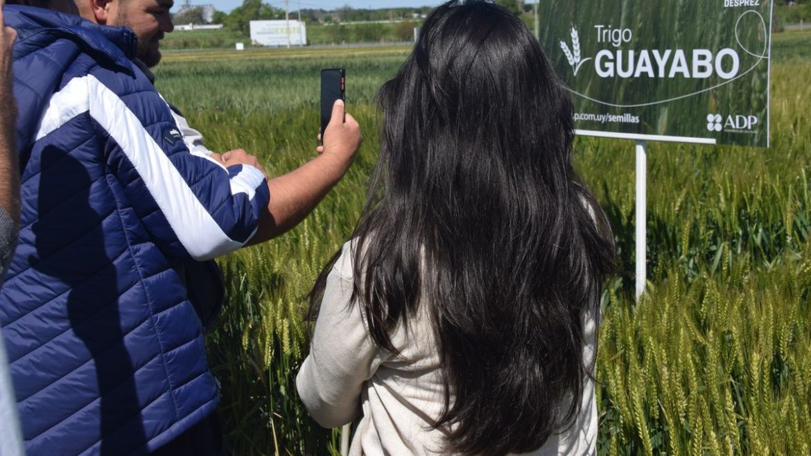 El catálogo de cultivos de invierno de ADP – Agronegocios del Plata "en un contexto desafiante"