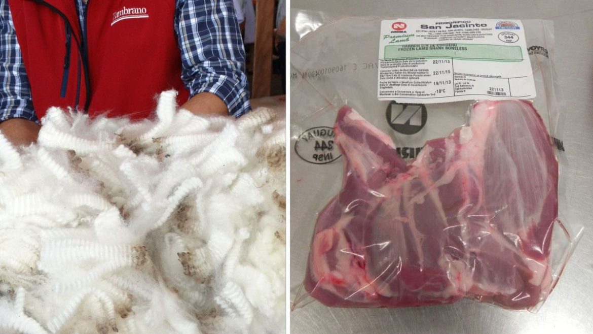 Lanas y carne ovina con gran crecimiento en exportaciones consolidan un óptimo inicio de año en el rubro ovino