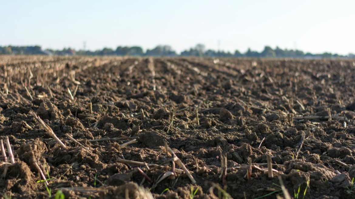 El difícil ajedrez de la próxima siembra para los productores en Uruguay