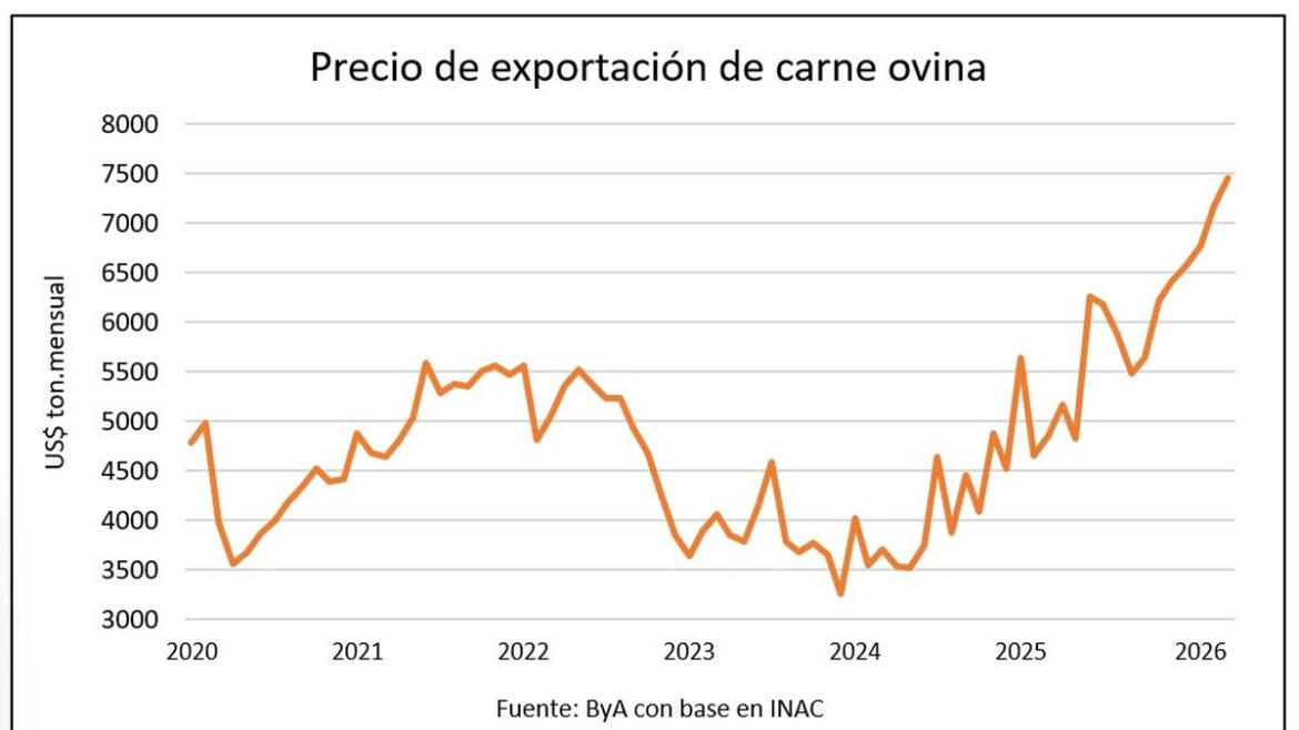 Precio de la carne ovina rumbo a los US$ 7.500 y el cordero cerca de US$ 6 por kilo