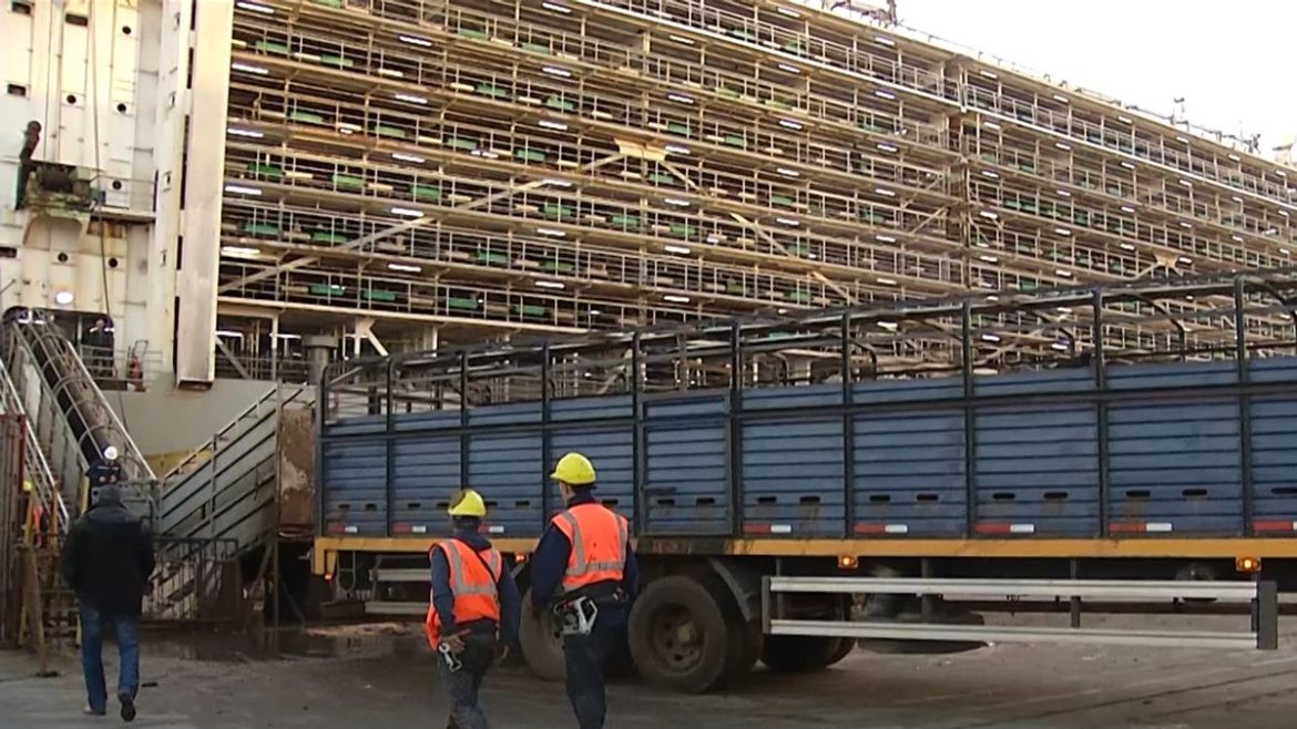 ANP y Ministerio de Ambiente trabajan en un proyecto para reducir olores que produce el ganado en el puerto