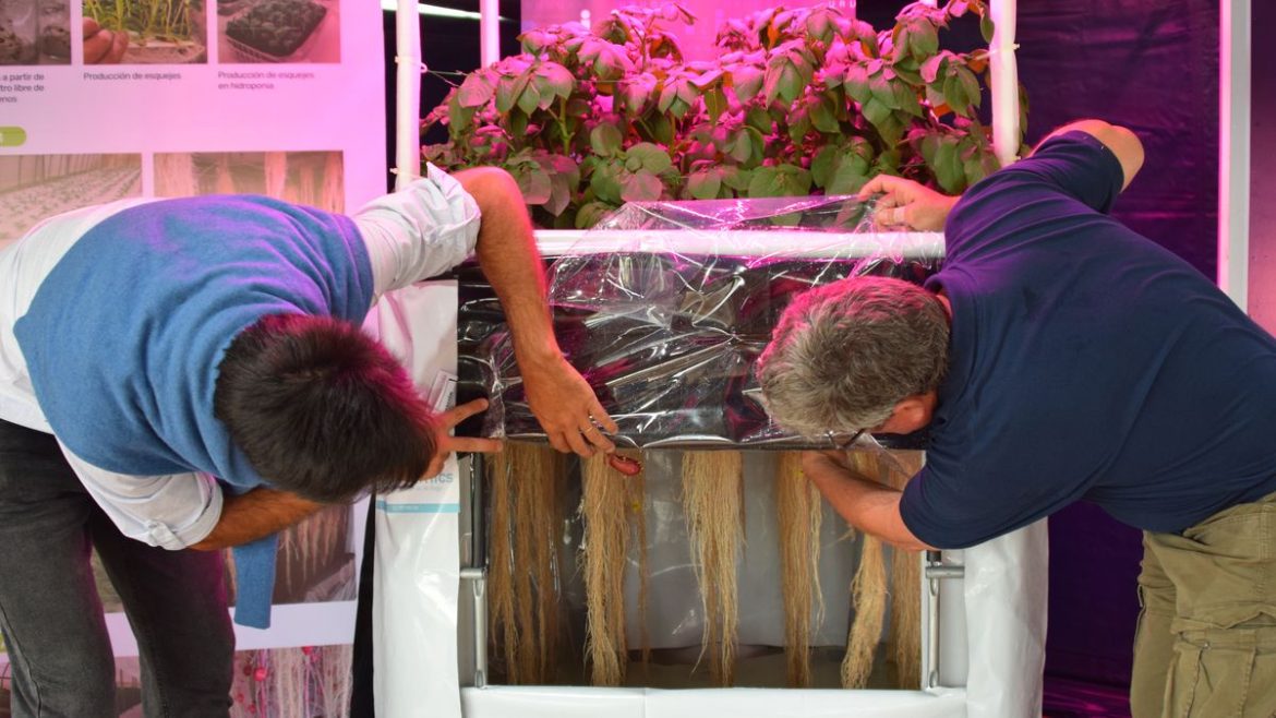 INIA exhibe en Melilla un sistema que mejora la disponibilidad de semilla certificada de papa