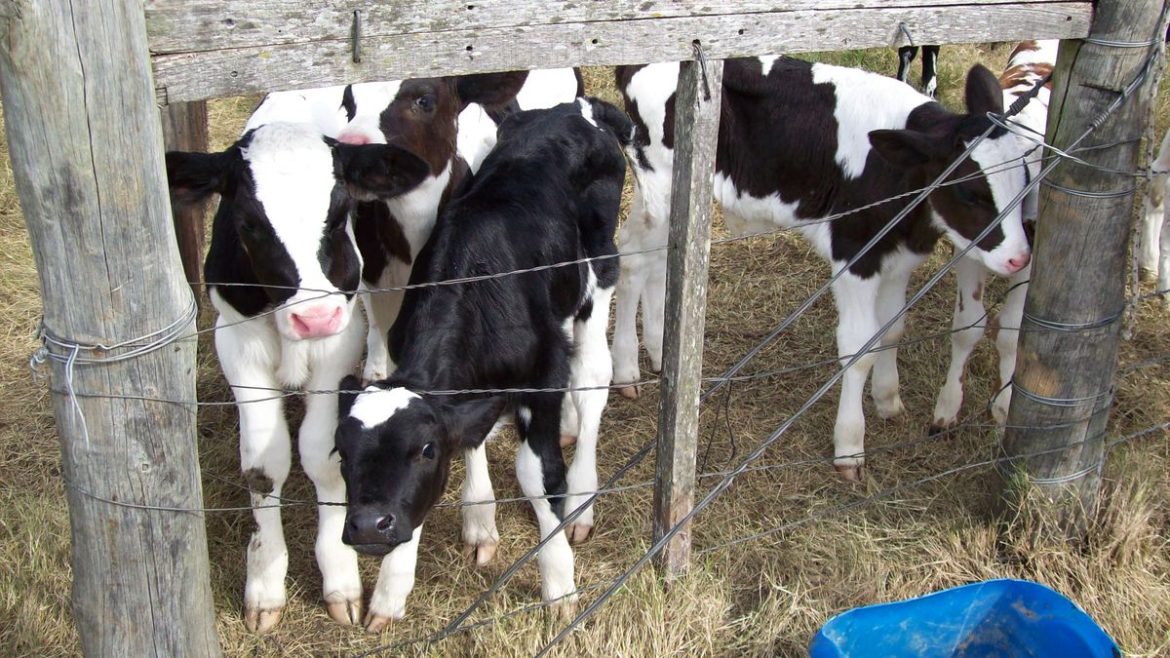 La estrategia para reducir la muerte de los terneros en los tambos