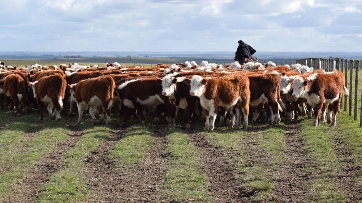 Más bovinos, menos ovinos y vacas lecheras y más equinos, los nuevos datos oficiales del stock animal uruguayo