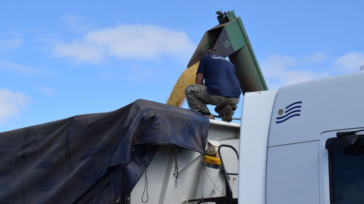 Arranca un ciclo de precios alcista para las materias primas agrícolas, pero por ahora los costos van adelante