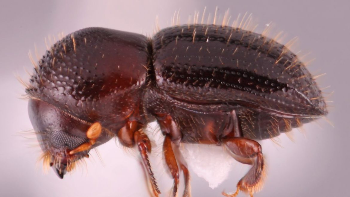 El picudo rojo no está solo: aceleran la movida para controlar otra plaga forestal, el escarabajo E fornicatus