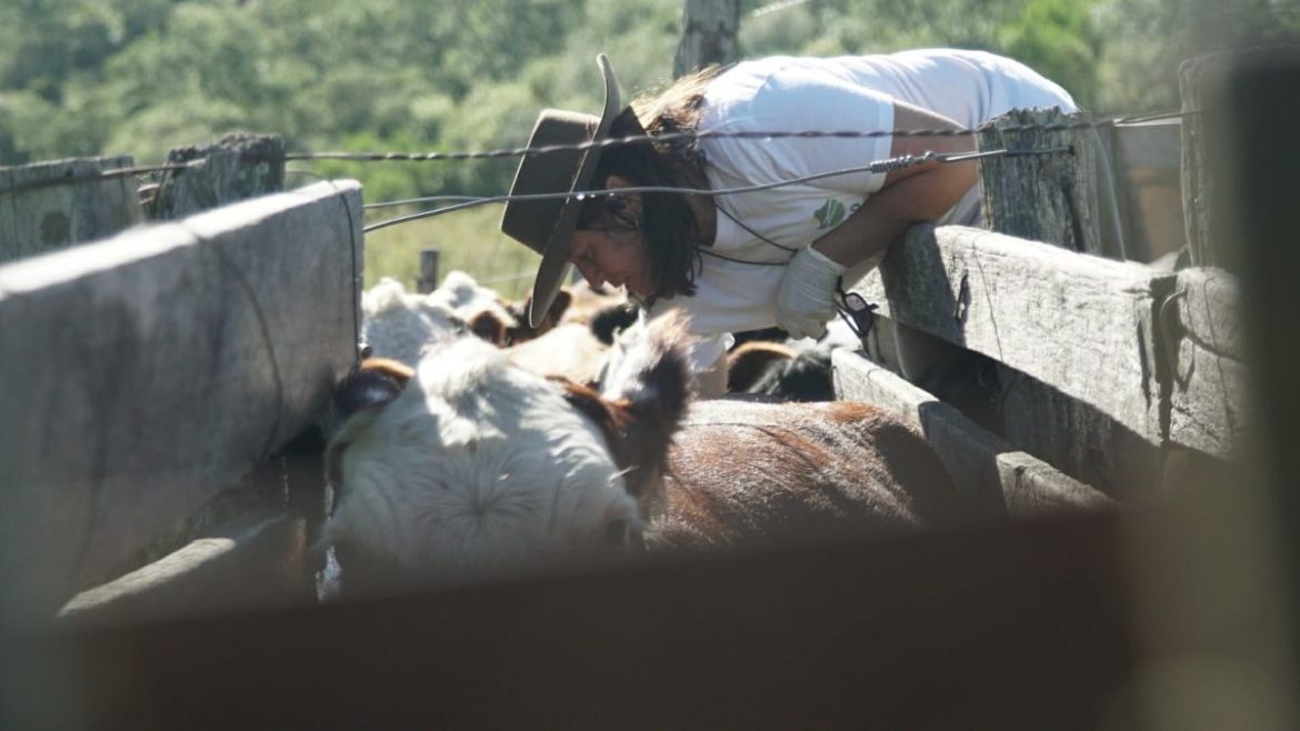 La difícil guerra a la garrapata, de la química a la genética