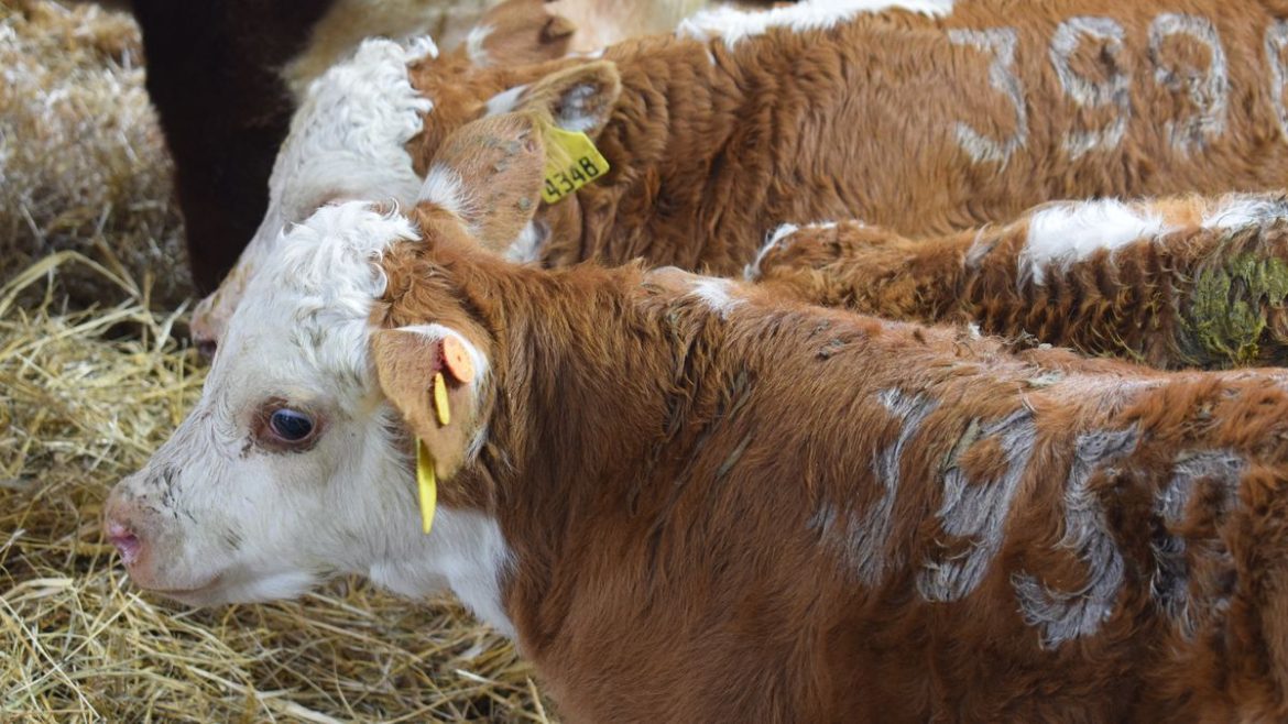 Nueva medida obligatoria del MGAP tras frecuentes problemas en exportaciones de carnes