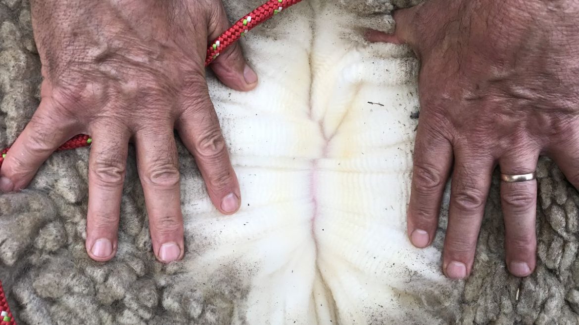 En las lanas, por lo que se manda a faena y en la carne ovina los precios siguen positivos