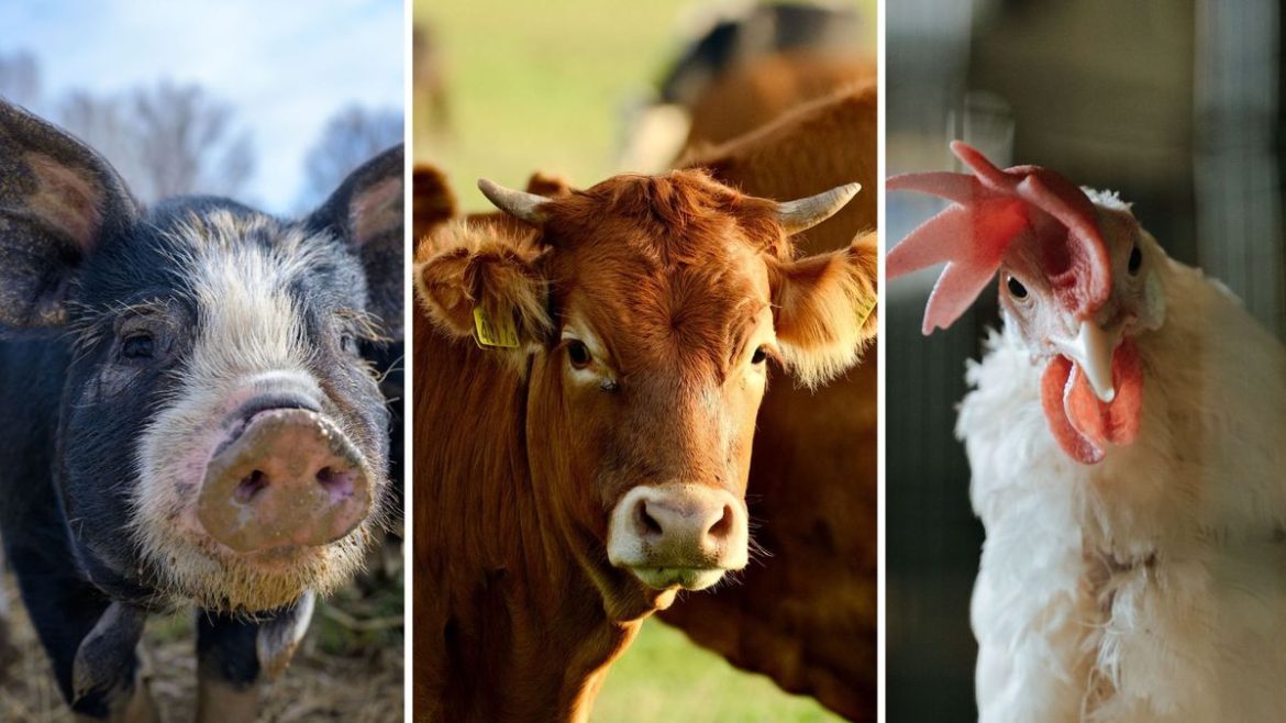 Carnes porcina, vacuna y aviar: importaciones uruguayas se arriman a los US$ 200 millones