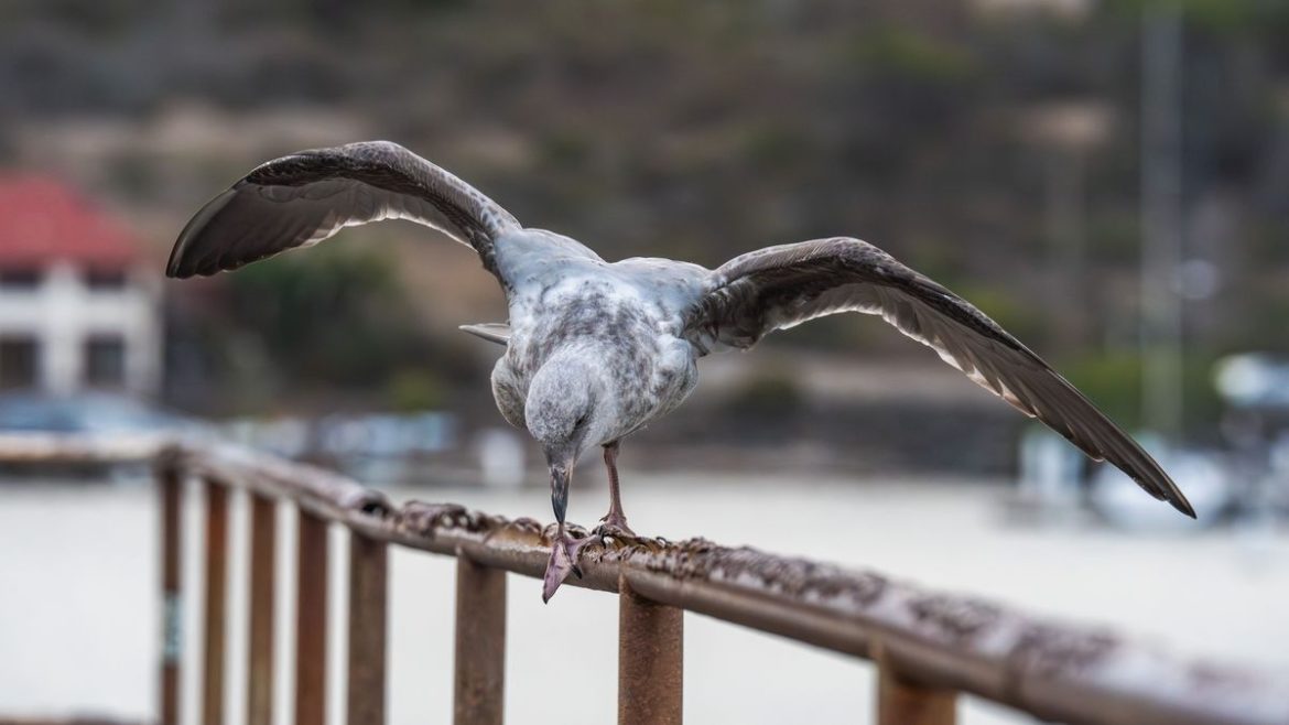 Australia detecta el primer caso de gripe aviar H5 en su territorio continental