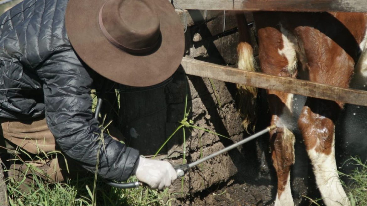 Primer trabajo de la serie educativa sobre garrapata bovina explica qué es una generación de este parásito