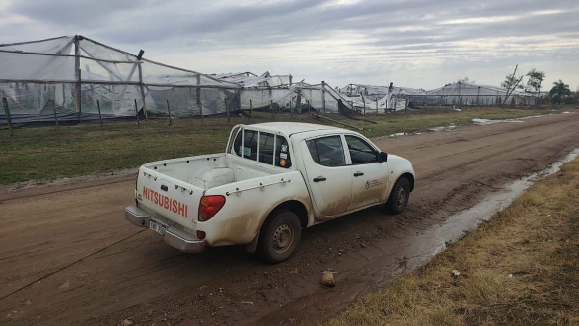 MGAP trabaja en "generación de medidas concretas" tras el temporal de Salto que dejó destrozos en la cosecha