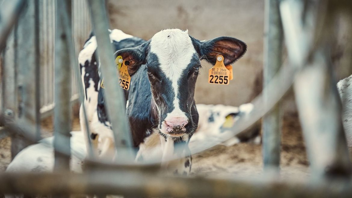 Buena novedad para la agroindustria lechera: rebote de valores en el mercado de lácteos