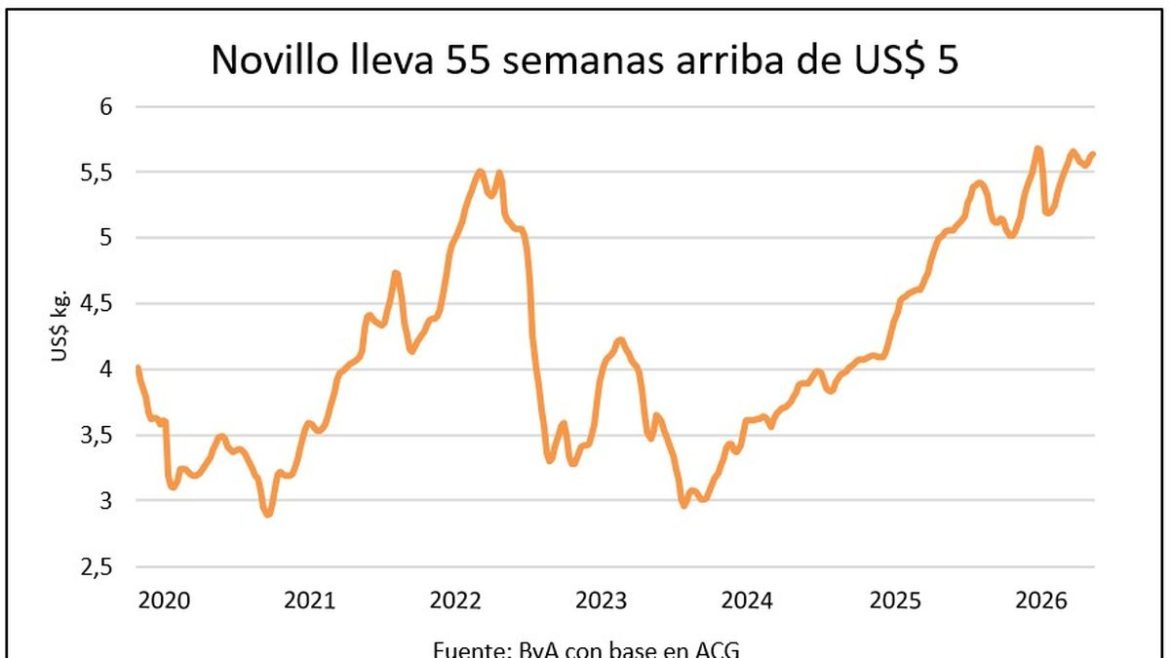Una marca histórica para el precio de los novillos en Uruguay