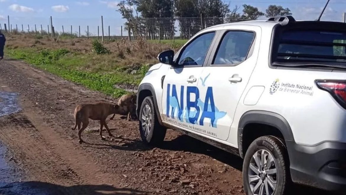 El INBA, los ataques de perros y cientos de denuncias en el interior atendidas por solo tres funcionarios